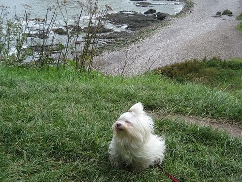 Maltese