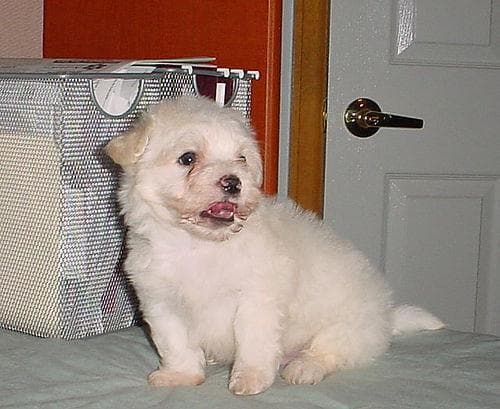 Maltese