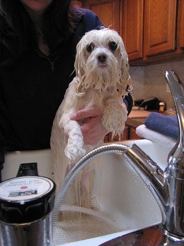 Maltese