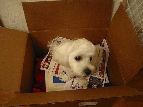 Maltese