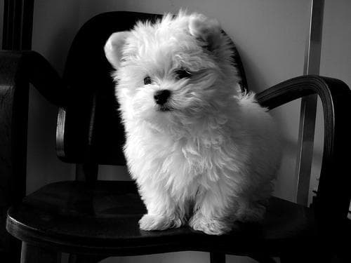 Maltese