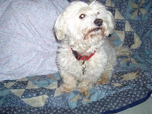 Maltese