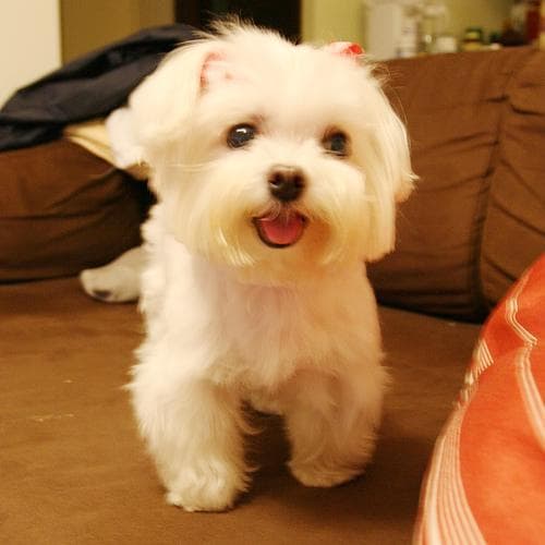 Maltese