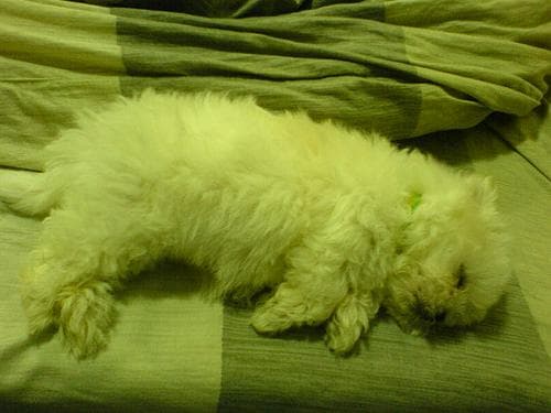 Maltese