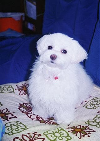 Maltese
