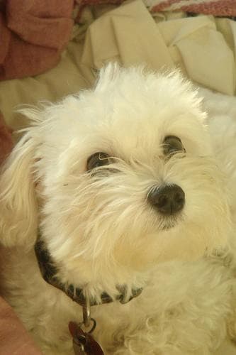 Maltese