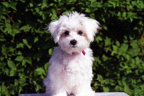 Maltese
