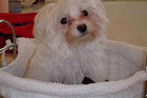 Maltese