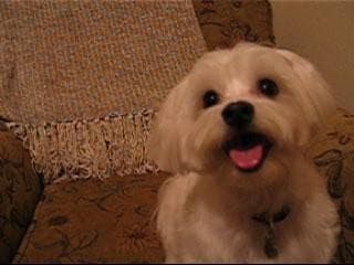 Maltese