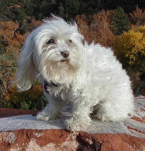 Maltese