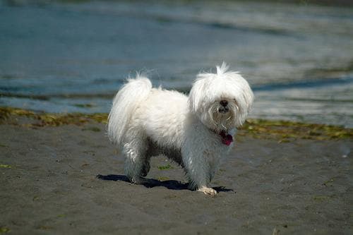 Maltese