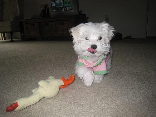 Maltese
