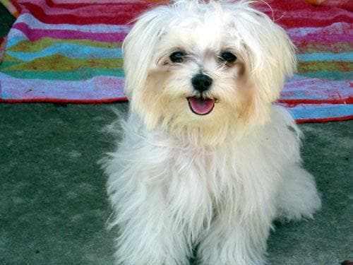 Maltese
