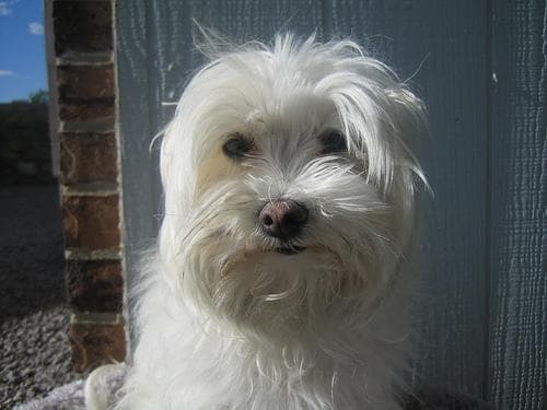 Maltese