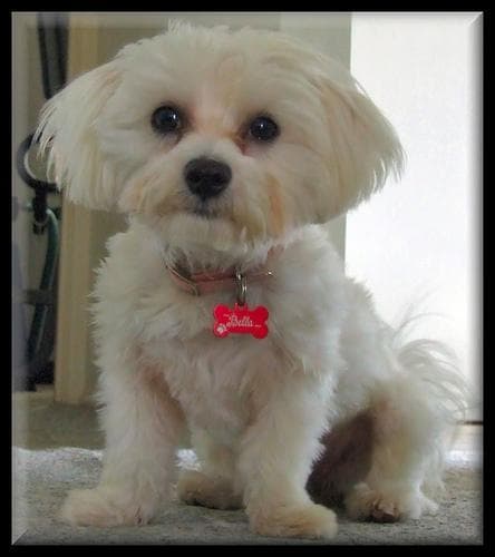 Maltese