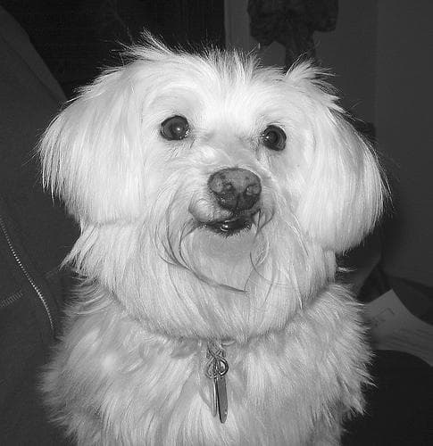 Maltese