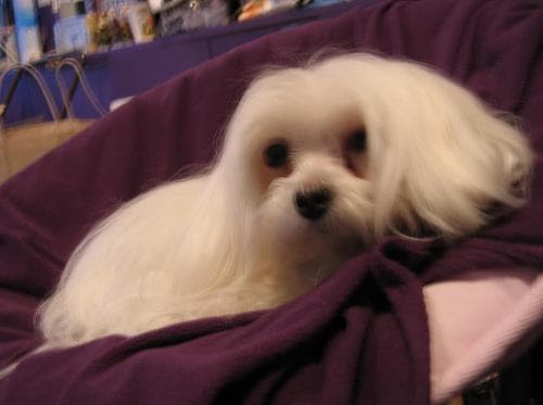 Maltese
