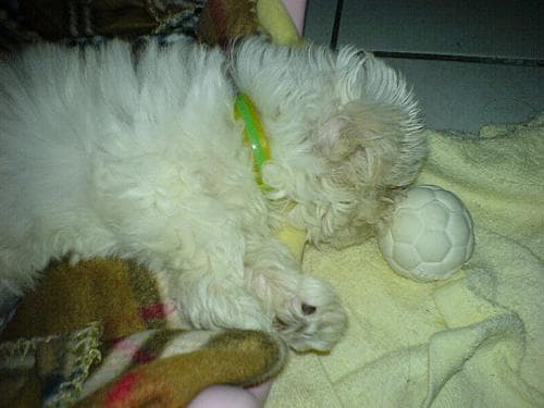 Maltese