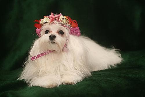 Maltese