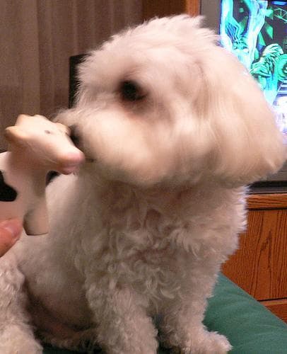 Maltese