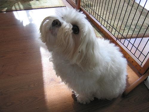 Maltese