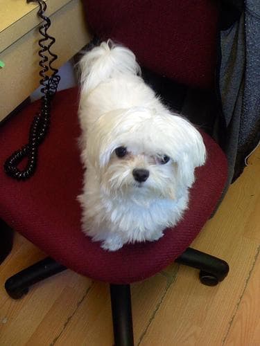 Maltese