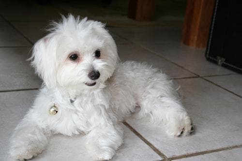 Maltese