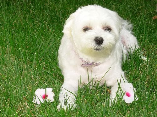 Maltese