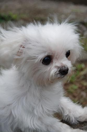 Maltese