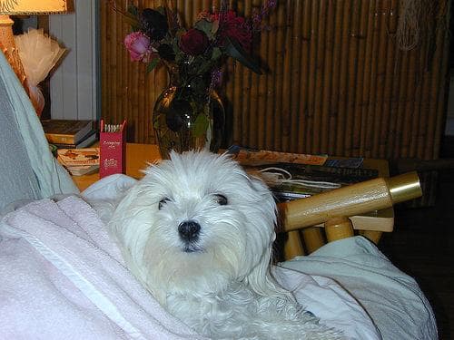 Maltese