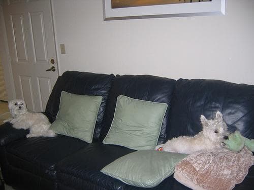 Maltese