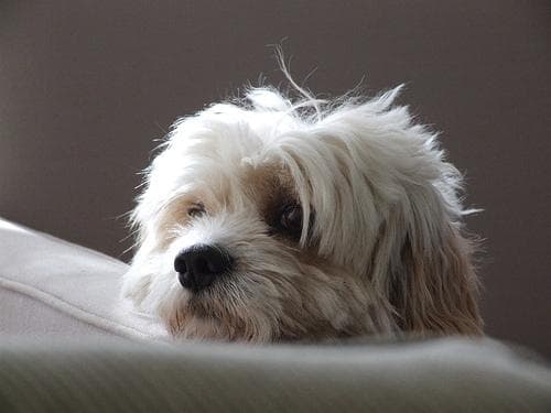 Maltese