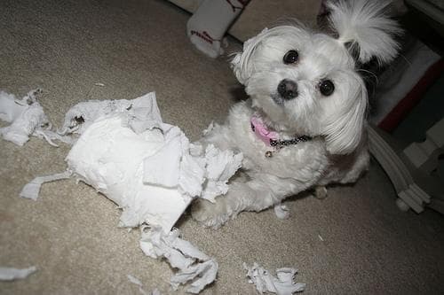 Maltese