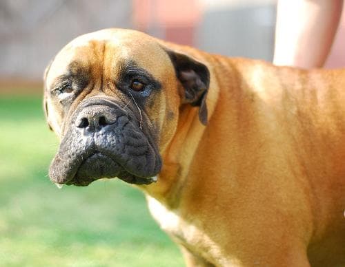 Bull Mastiff