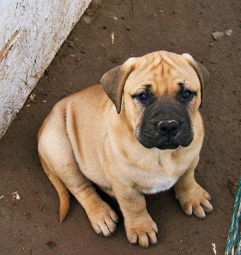 mastiff