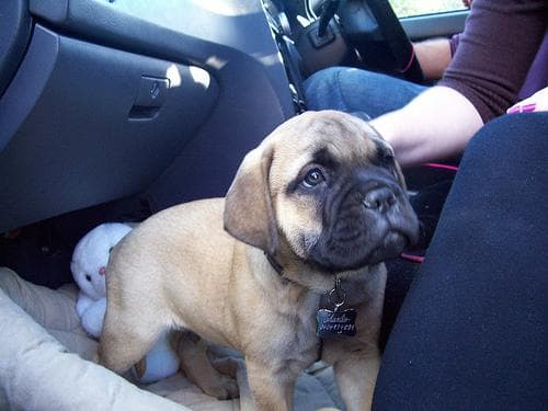 Bull Mastiff