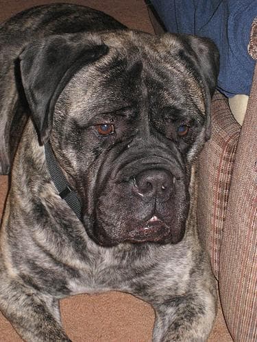 Bull Mastiff