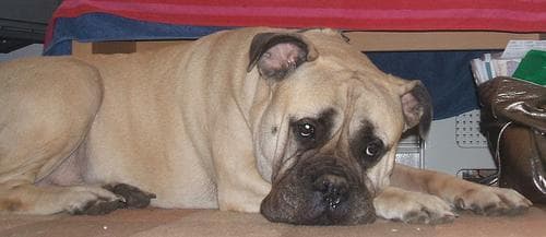 Bull Mastiff