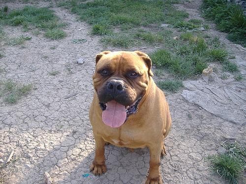 Bull Mastiff