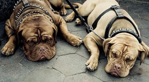 Bull Mastiff