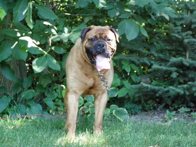 Bull Mastiff