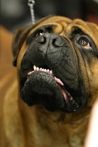 Bull Mastiff