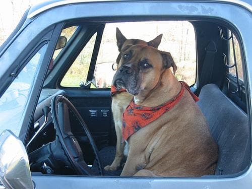 Bull Mastiff