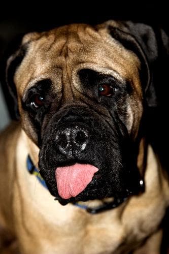 Bull Mastiff
