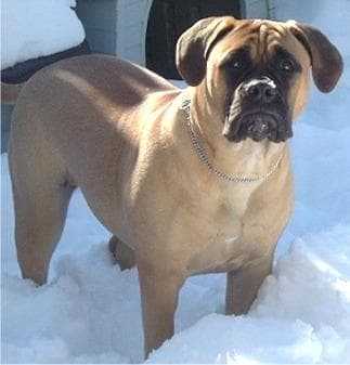 Bull Mastiff