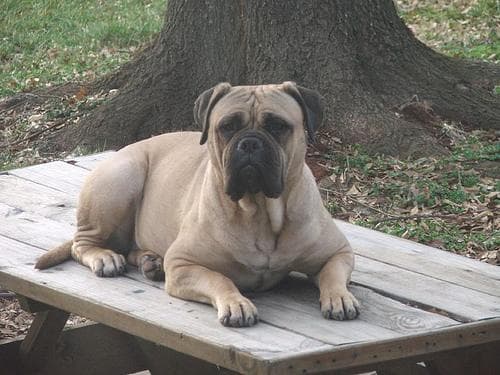 mastiff