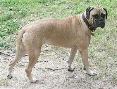 Bull Mastiff