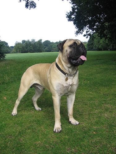 mastiff