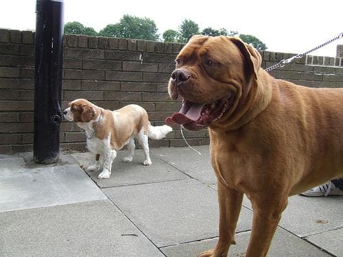 Bull Mastiff