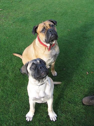 Bull Mastiff